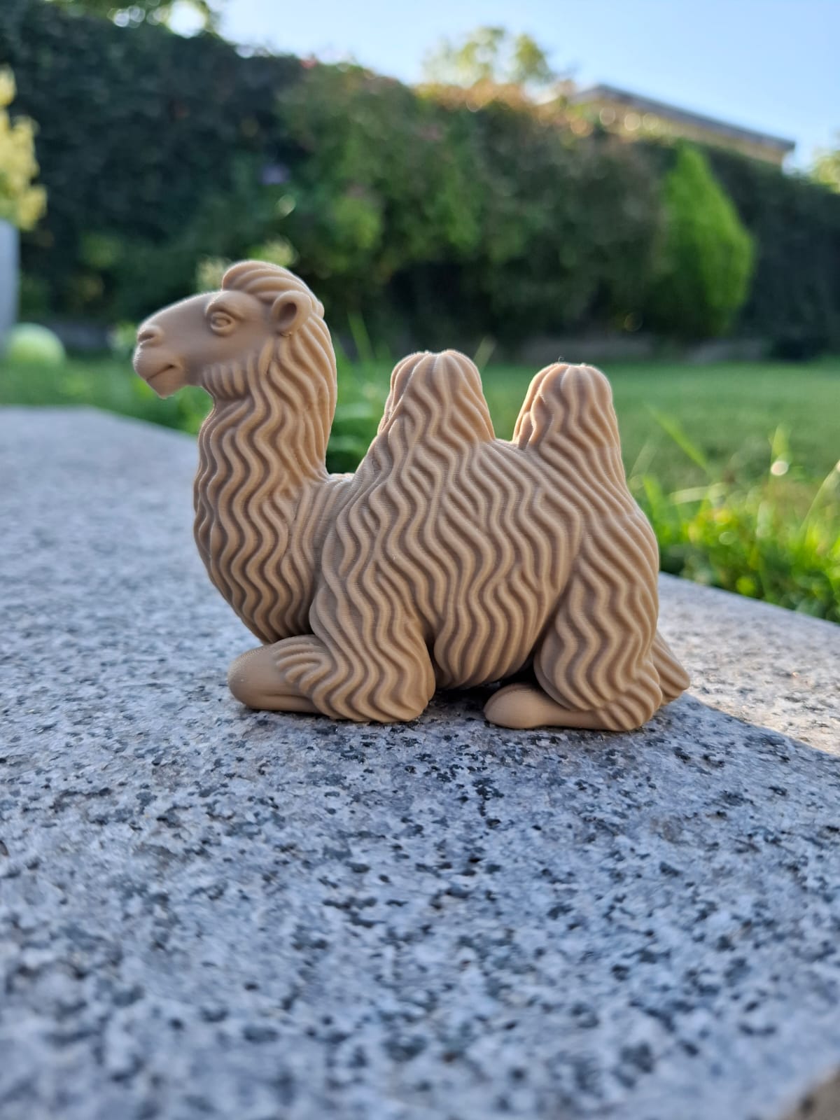Chill Bactrian Camel