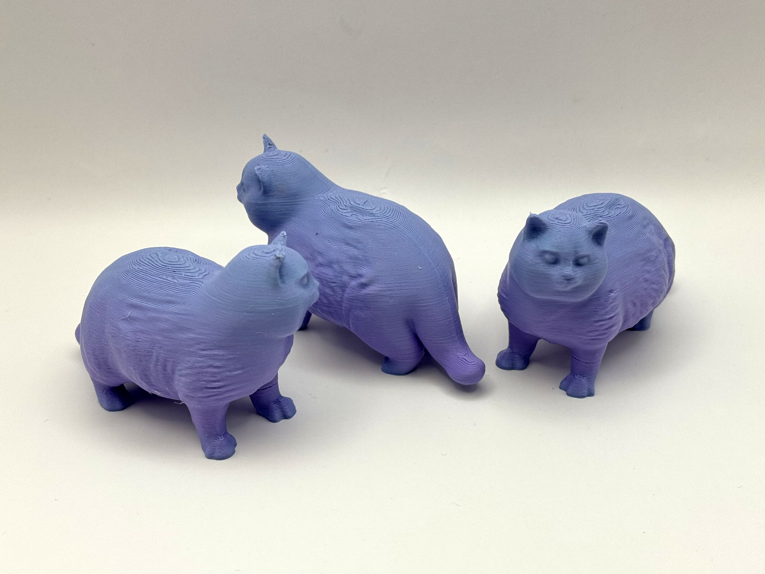 Chonky Kitty