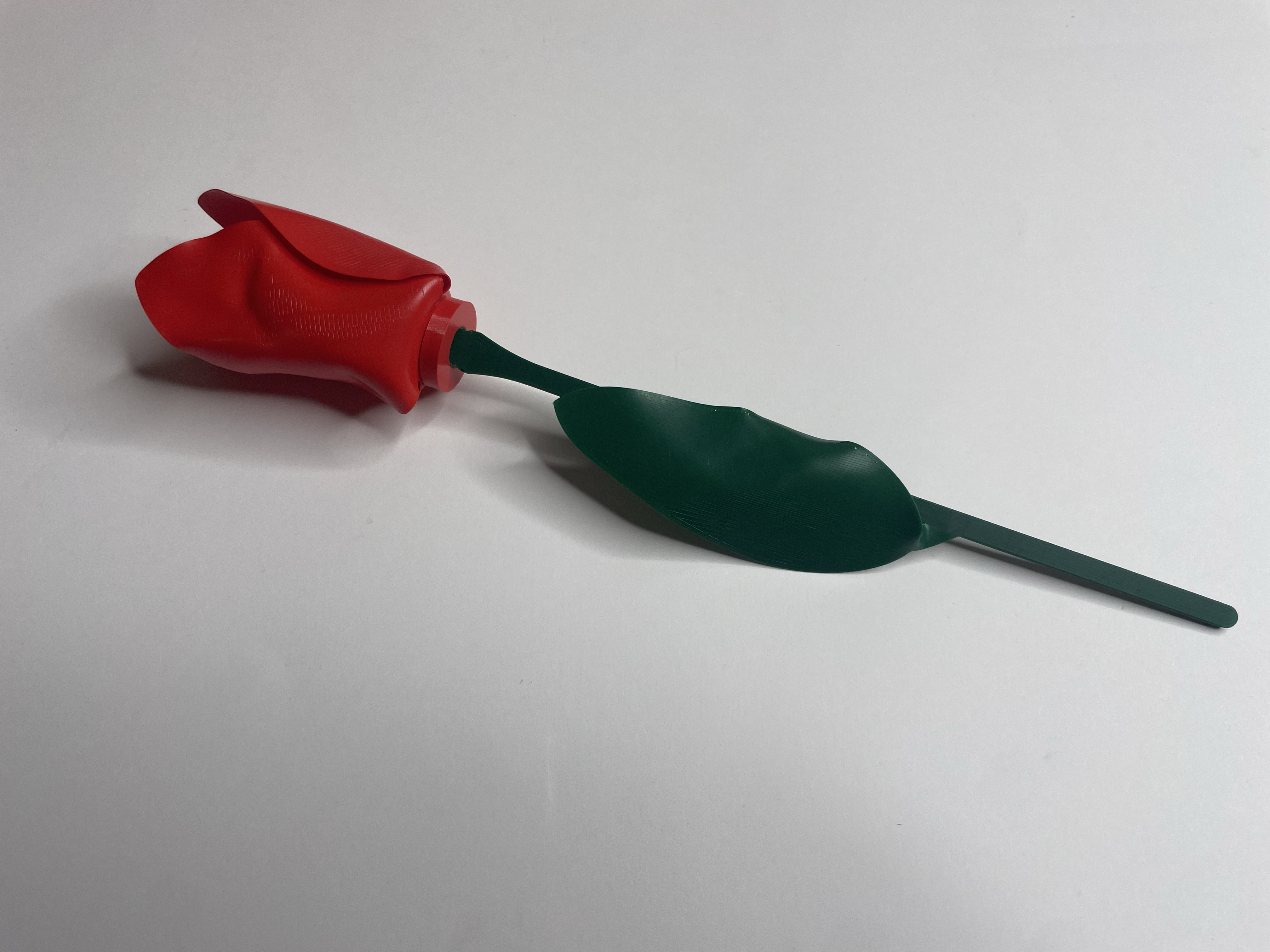 Tulip — thumbnail 20