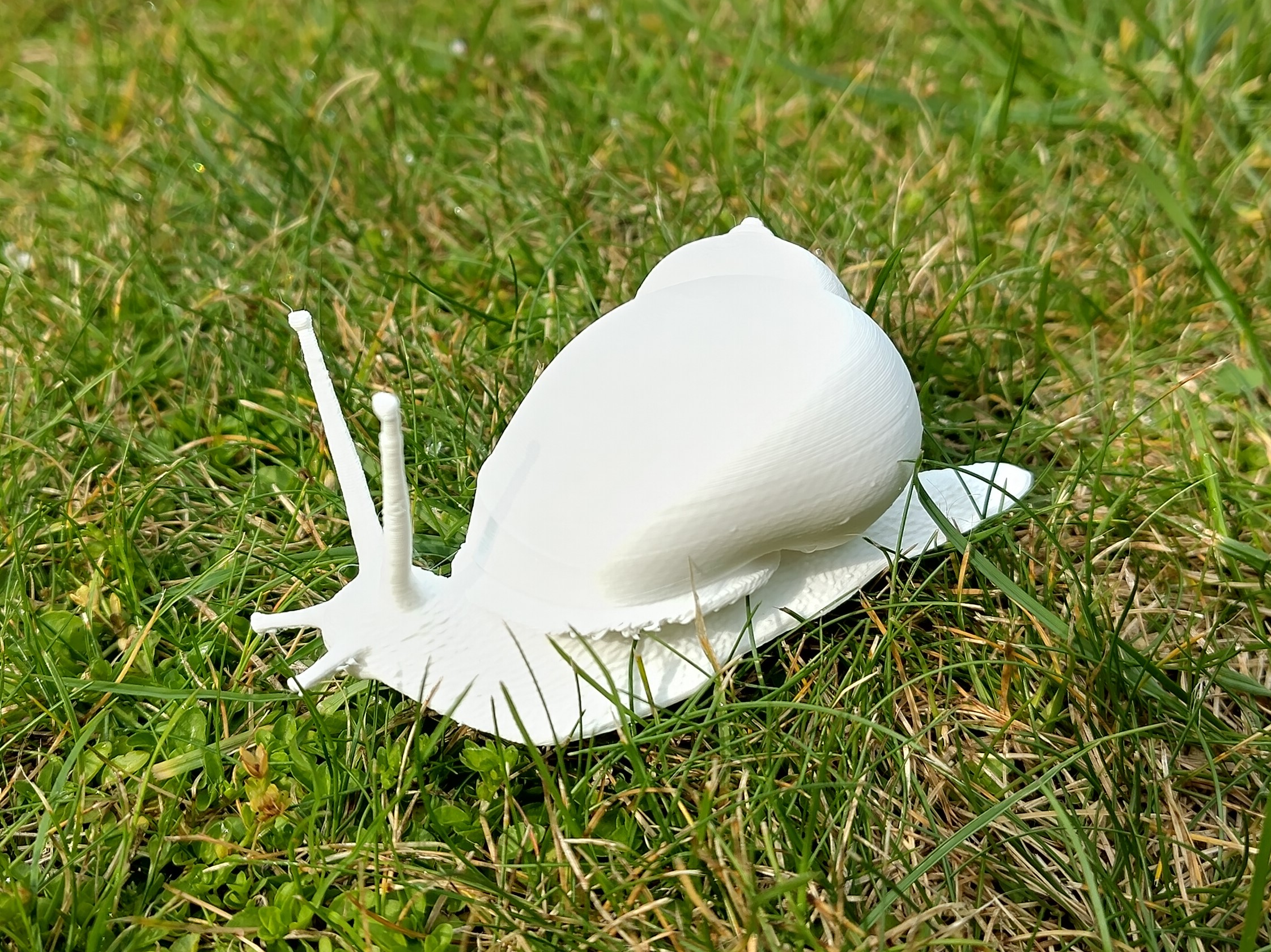realistic snail