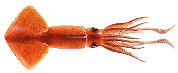squid 3D model
