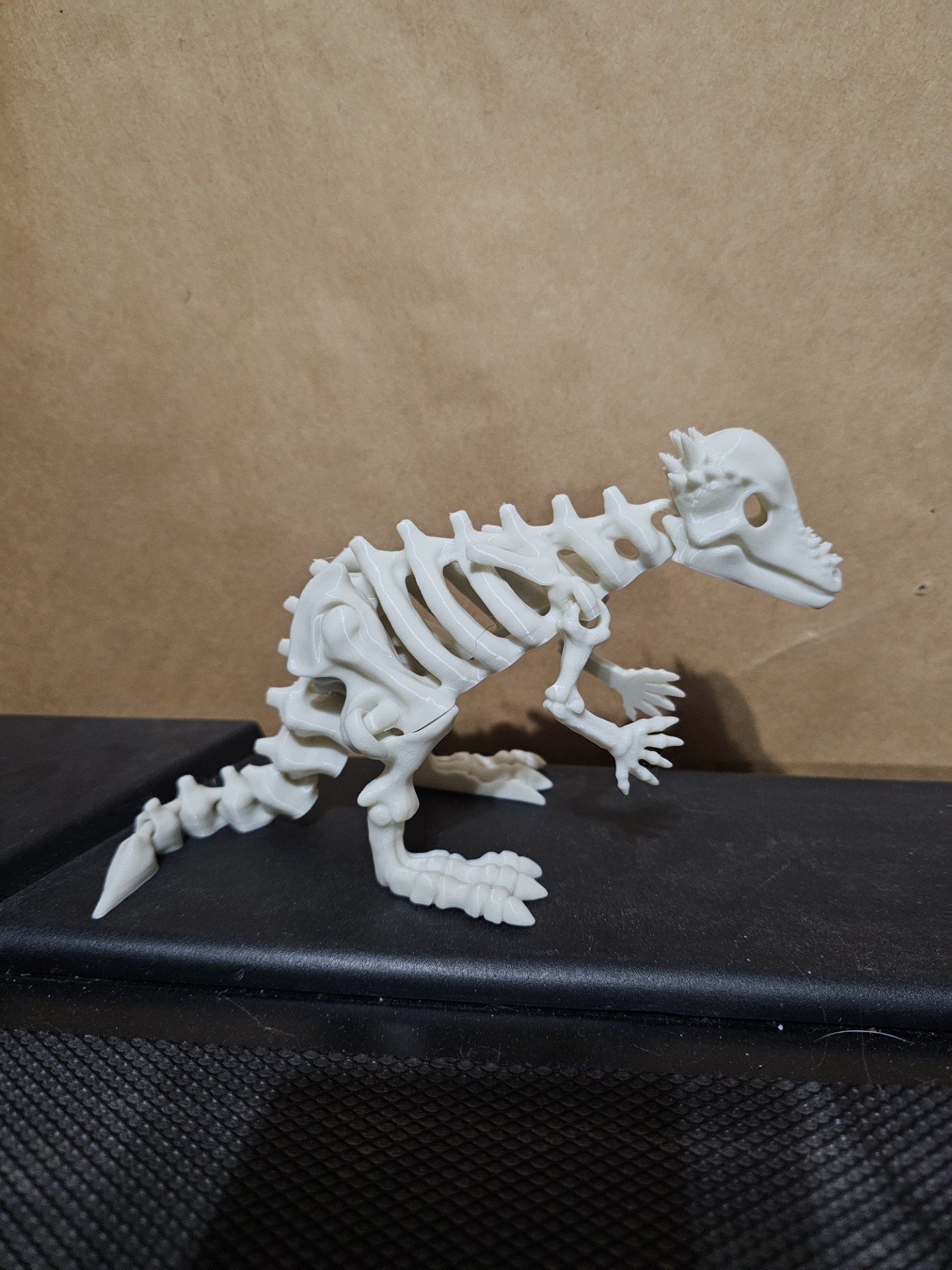 Articulated dinosaur skeleton 10