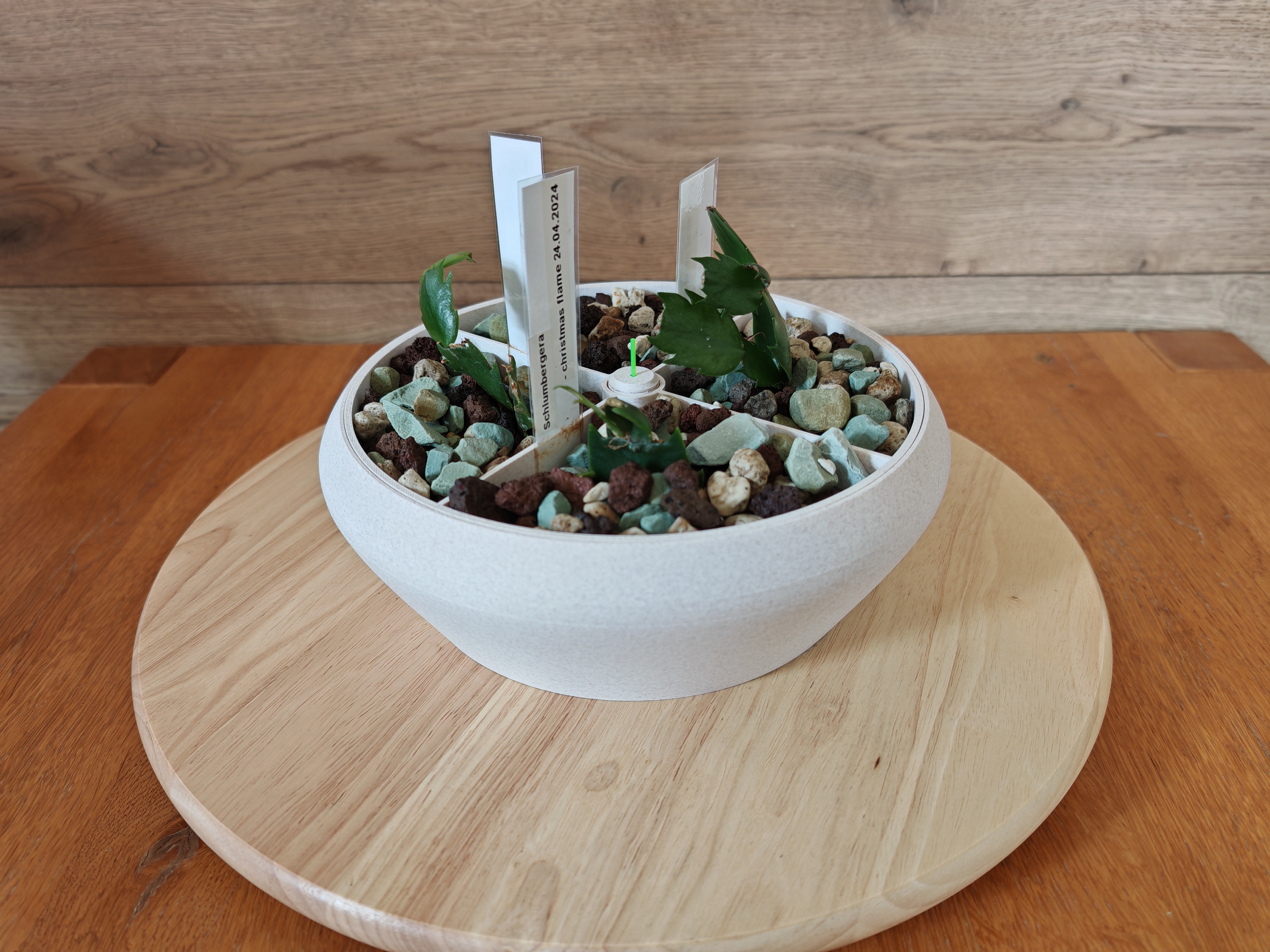 Planter (self watering) with four chambers