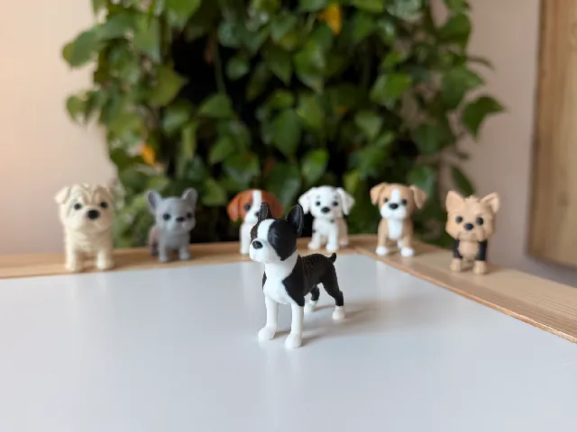 Boston Terrier