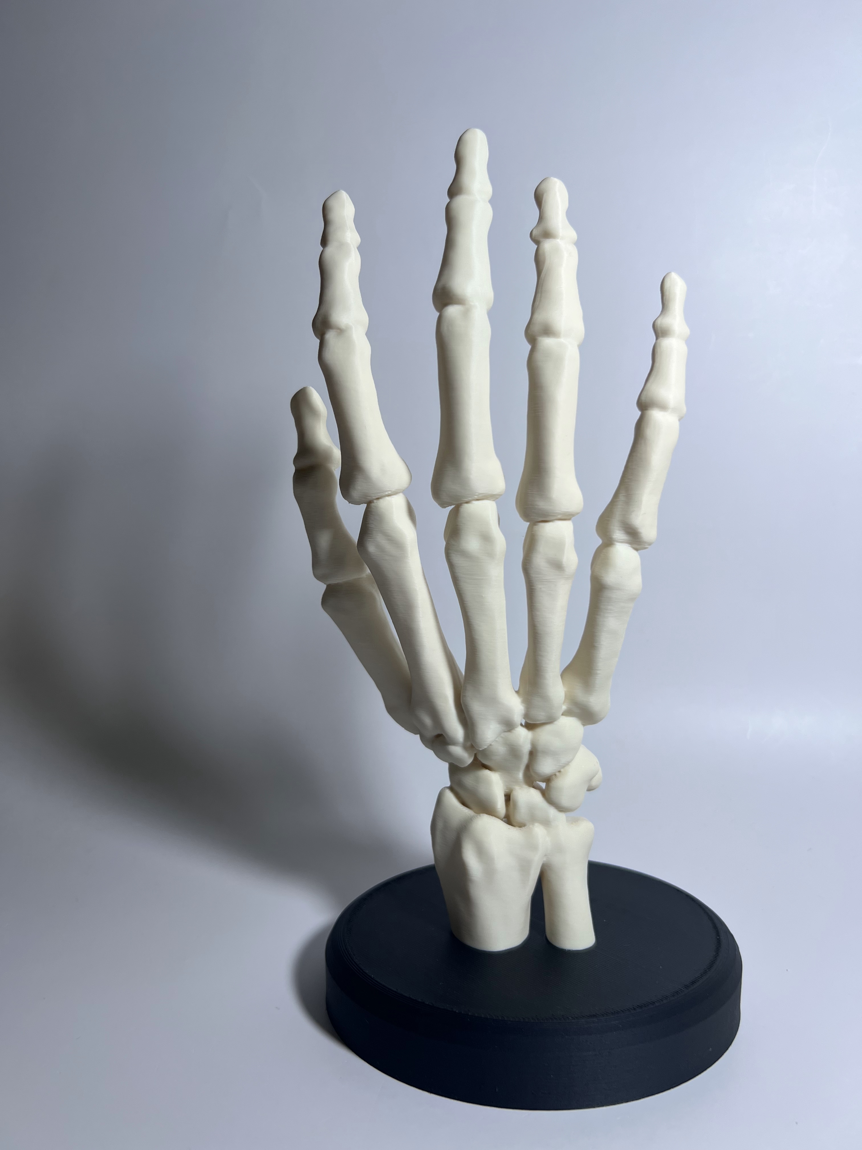 Miniatura 4 do modelo 3D Skeletal Hand with Base