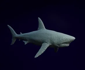 Shark
