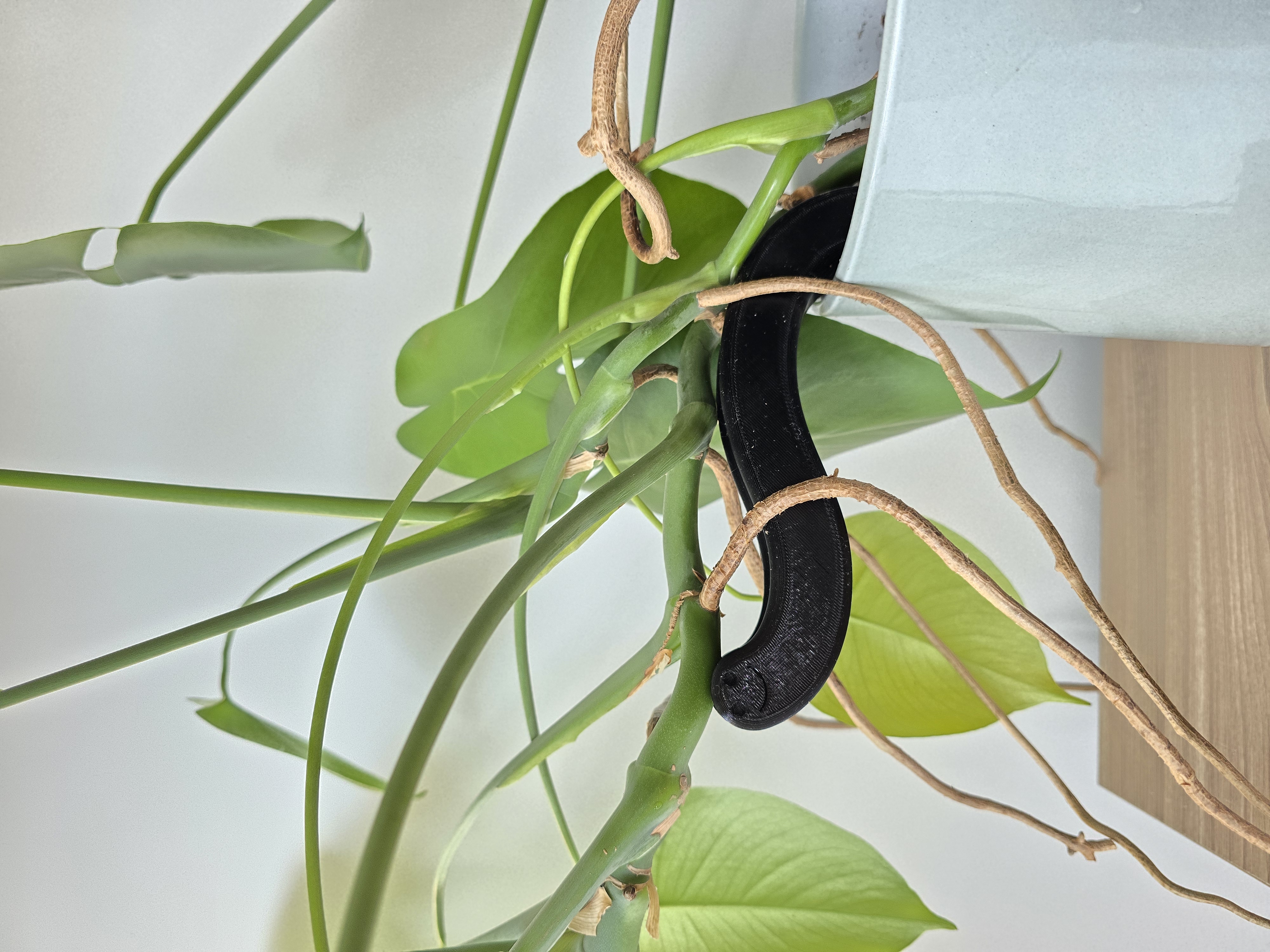 Plant support worm monstera