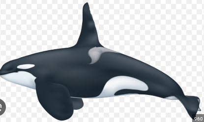 orca