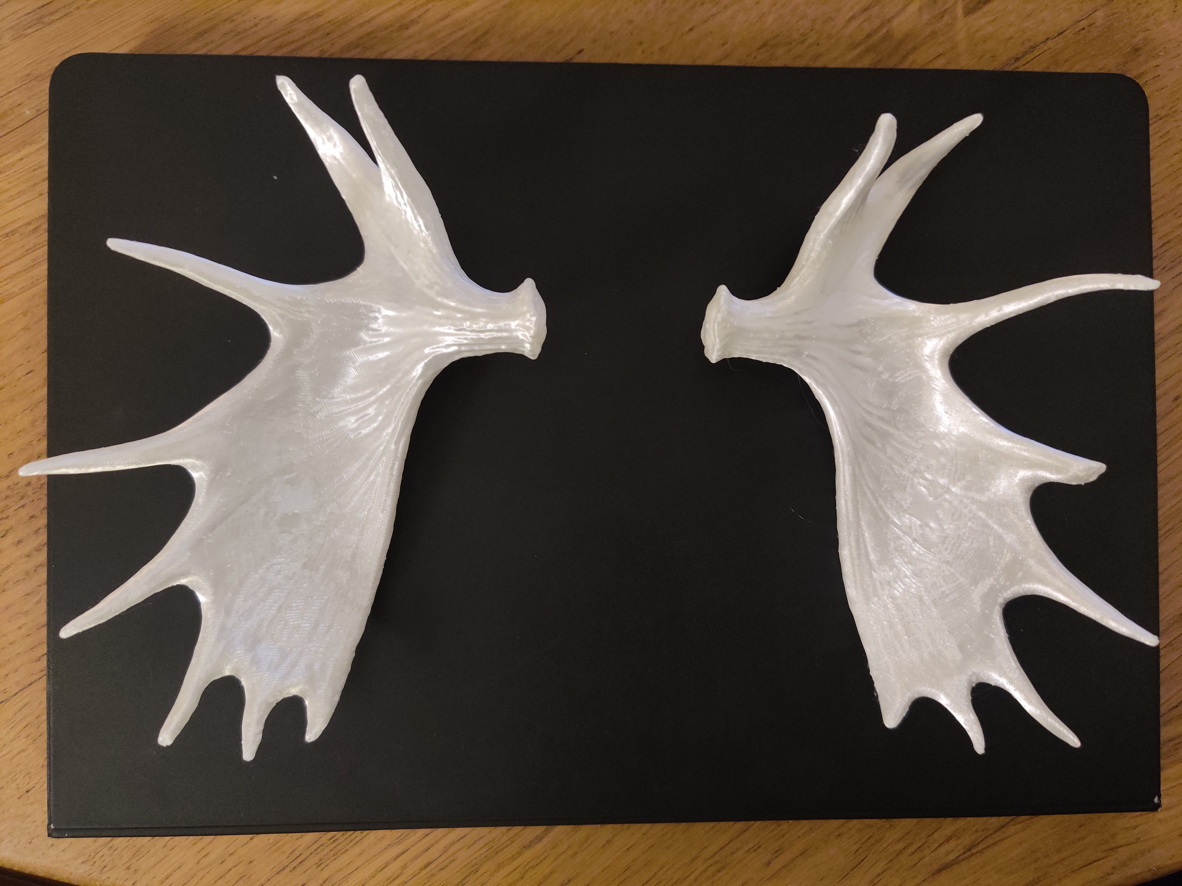 Moose antlers