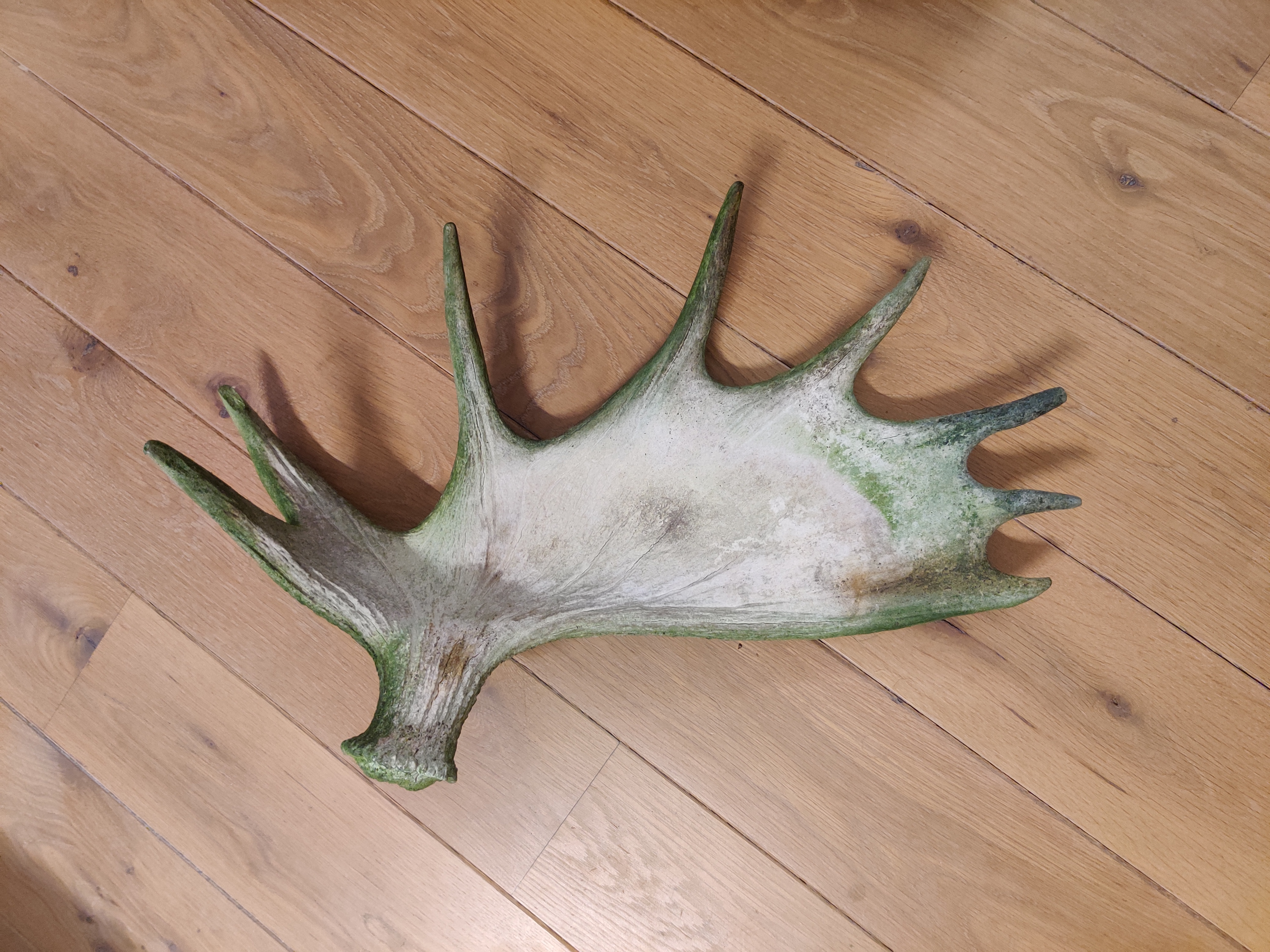 Moose antlers — miniatura 2