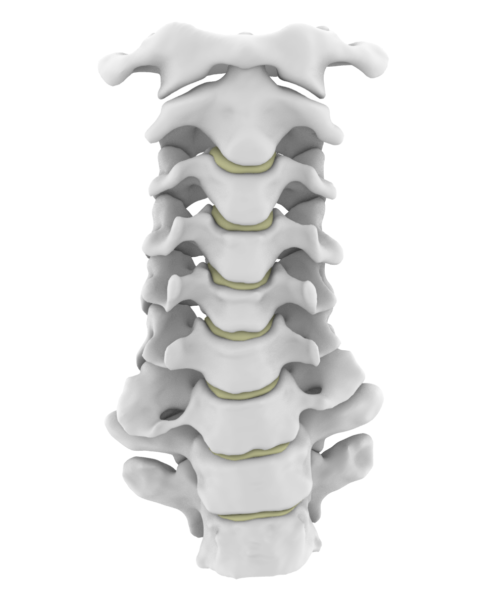 Flexible Spine by Karel Pěnička | Download free STL model | Printables.com