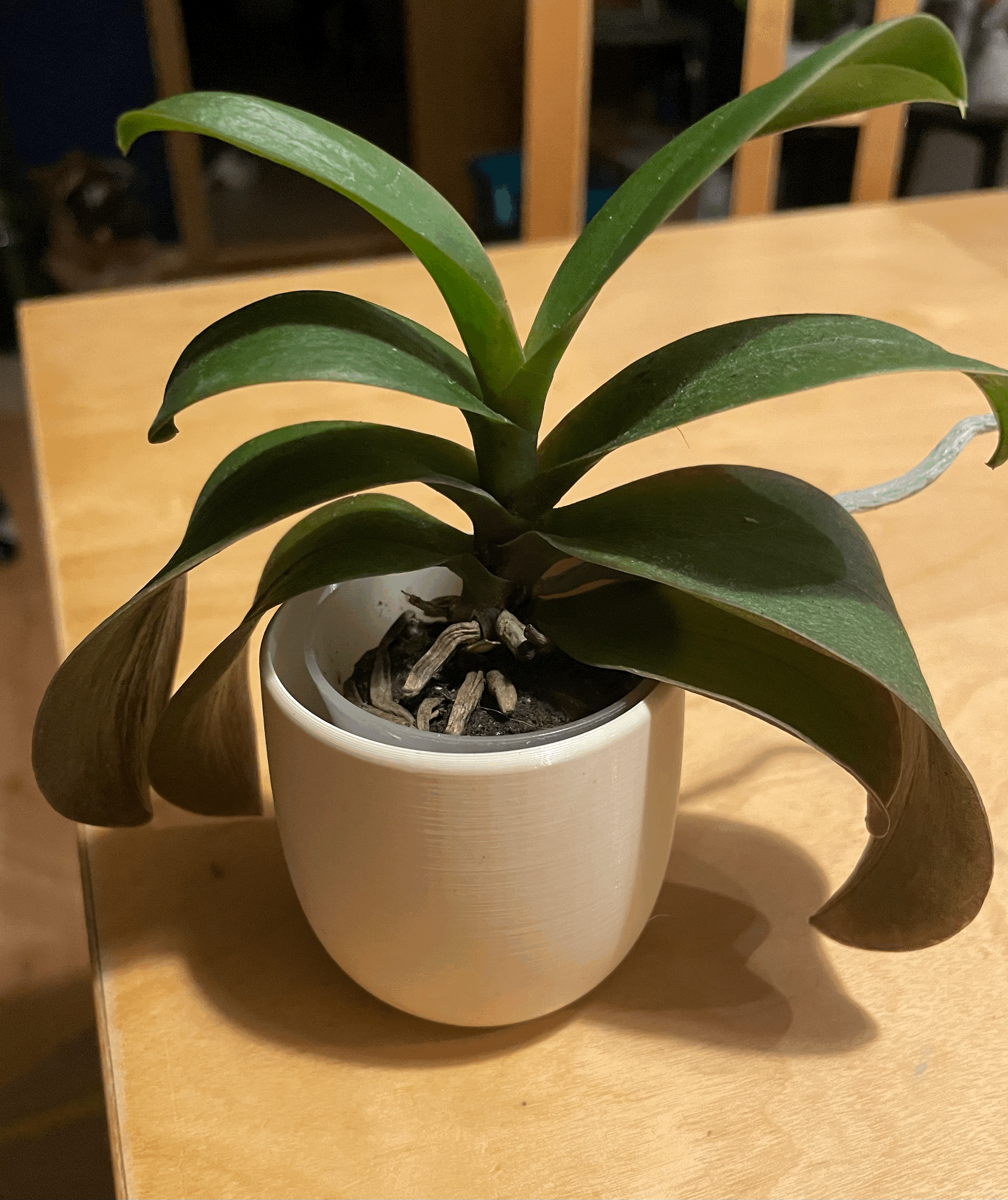 small flower pot