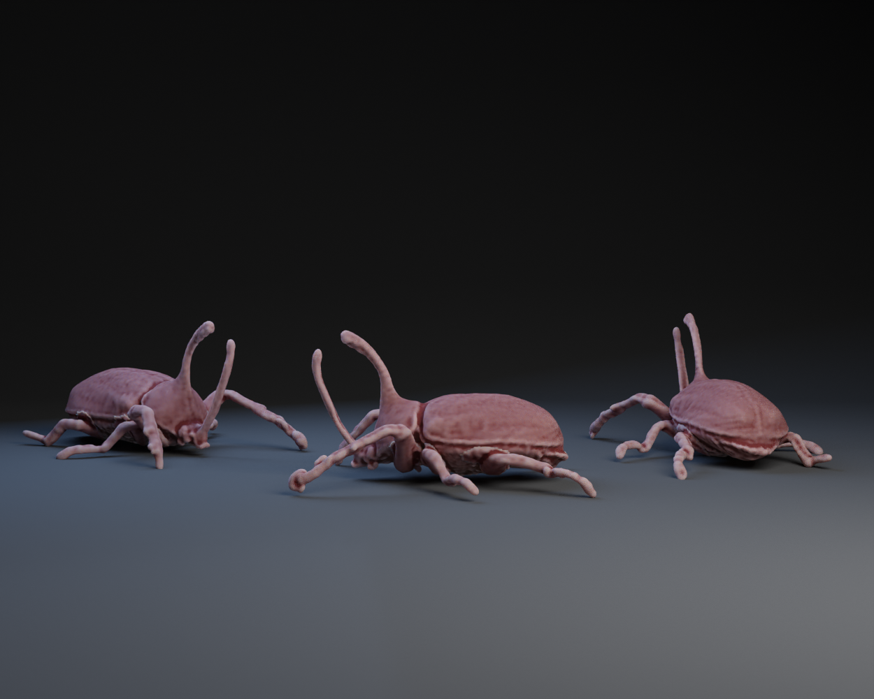 Rhinoceros Beetle