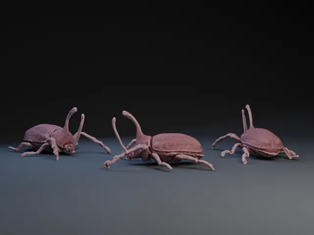 Rhinoceros Beetle