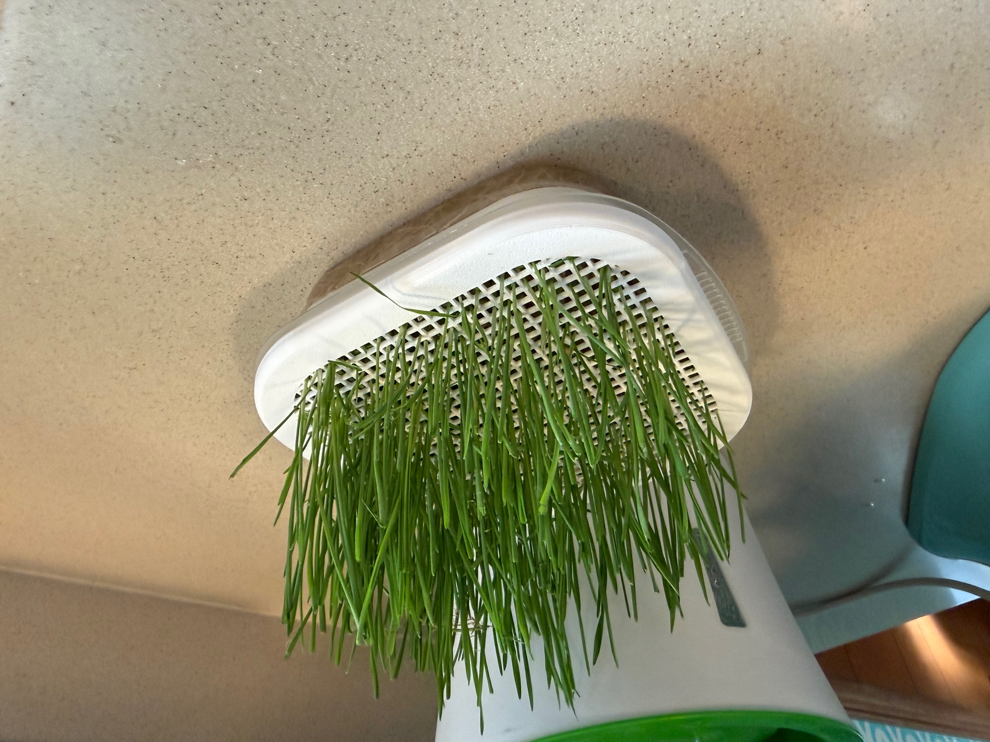 Wheat grass seed starter lid for Target-brand (up&up) tupperware