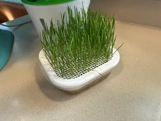 Wheat grass seed starter lid for Target-brand (up&up) tupperware