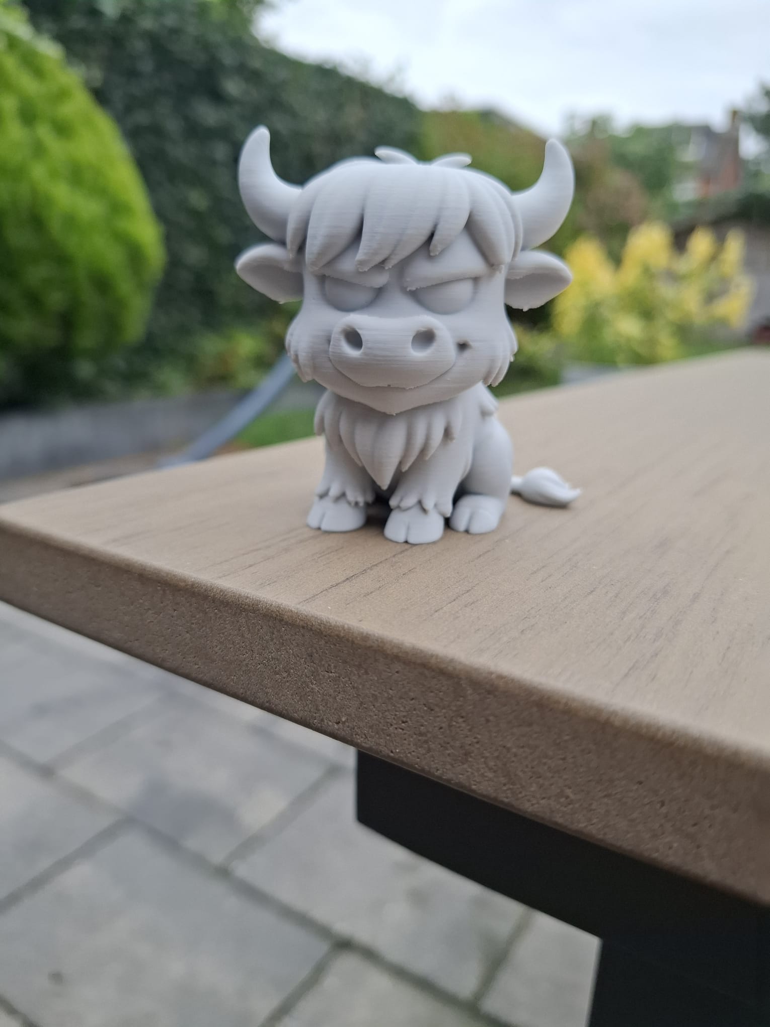 Grumpy highland cow