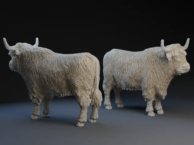 Highland Cow
