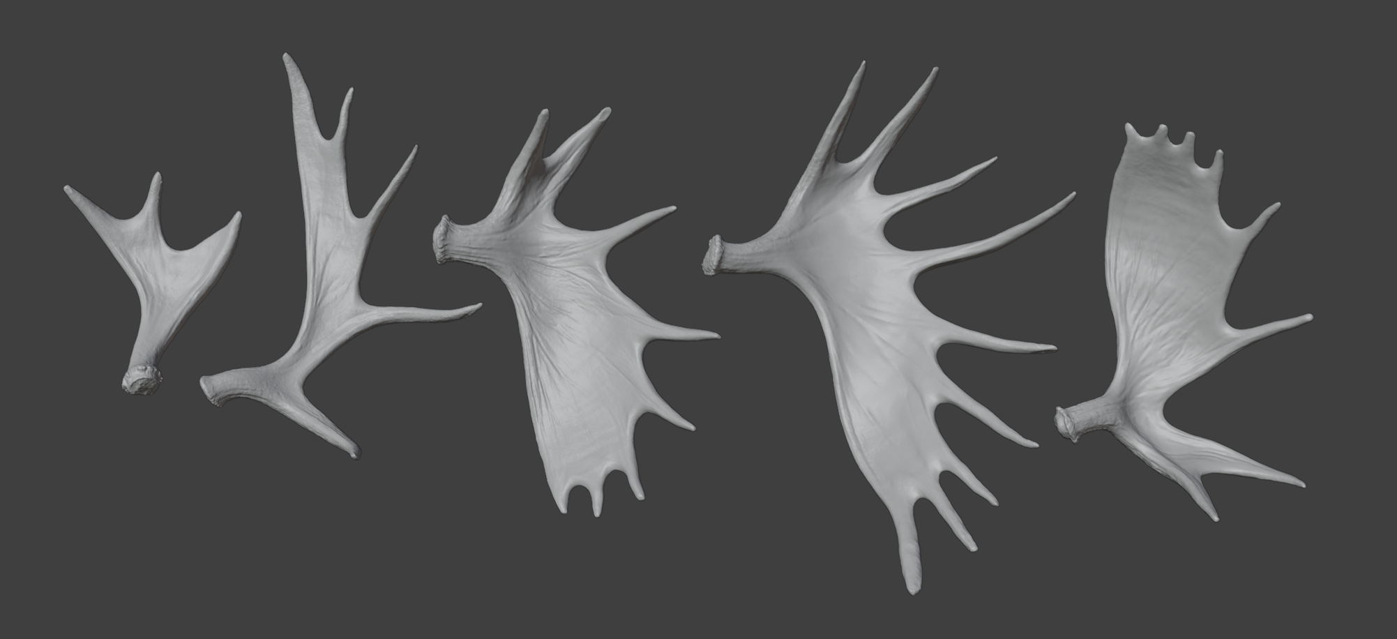 Collection of moose antlers