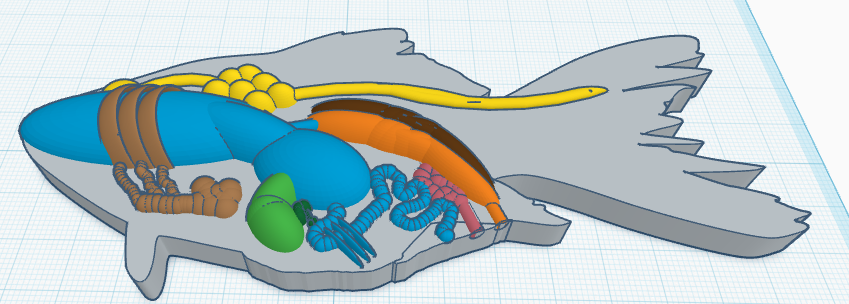 fully created biology fish