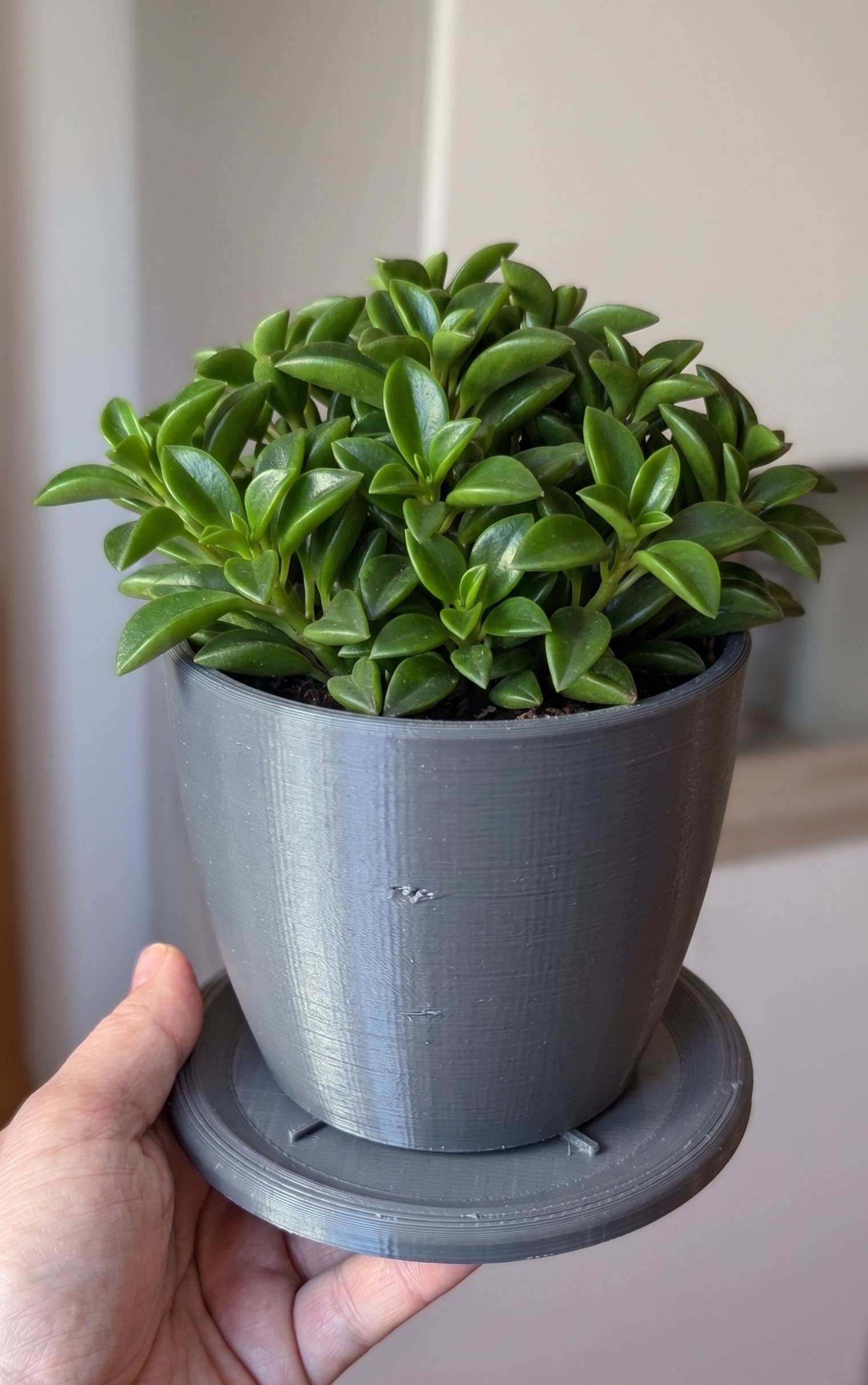 Basic plant saucer