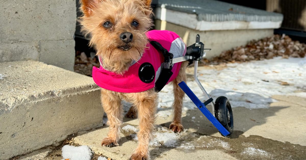 K9 Cart Dog Wheelchair Bumpers by thelanlegend Download free STL