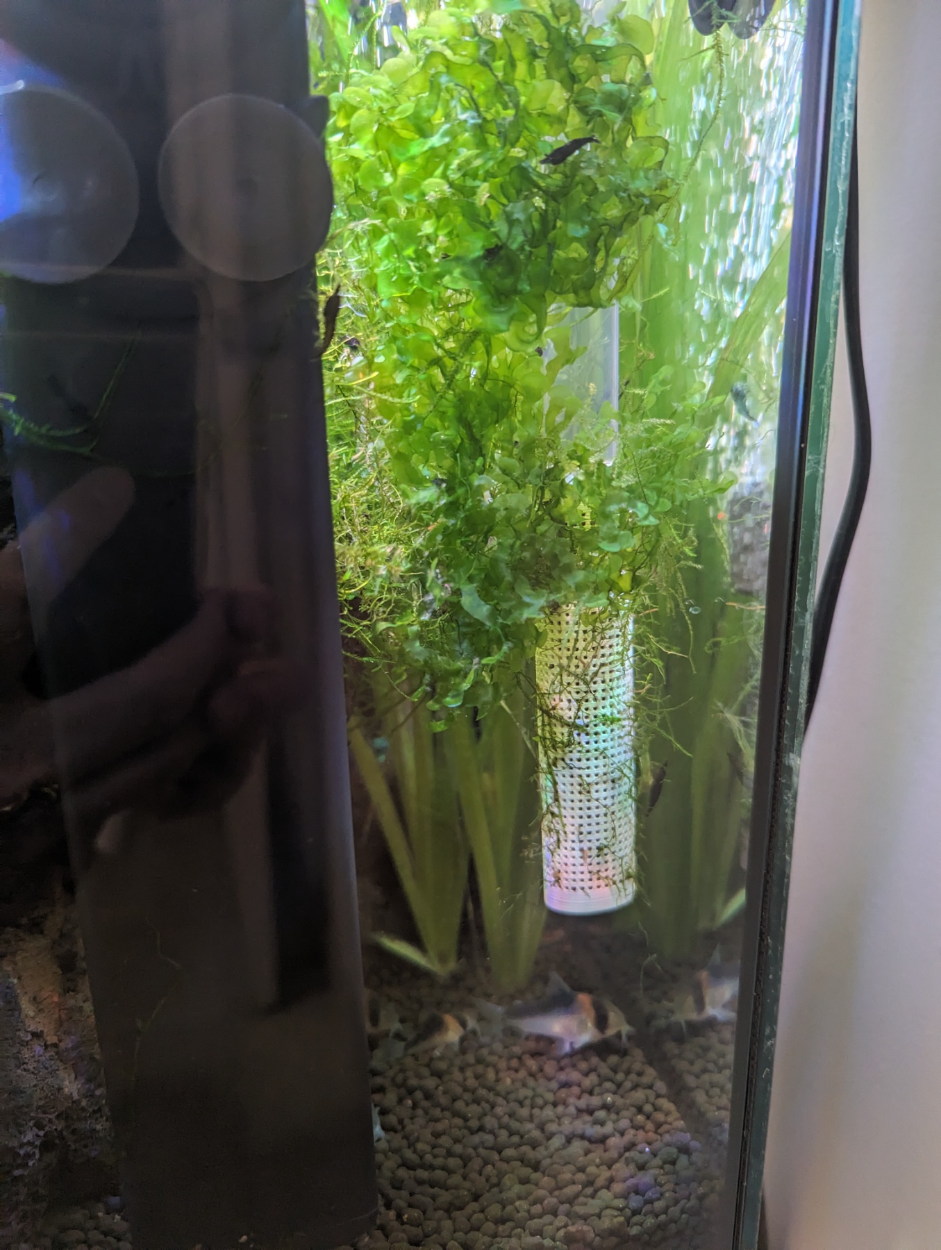 Aquarium filter shrimp intake guard ID 16 mm by azukayx Download free