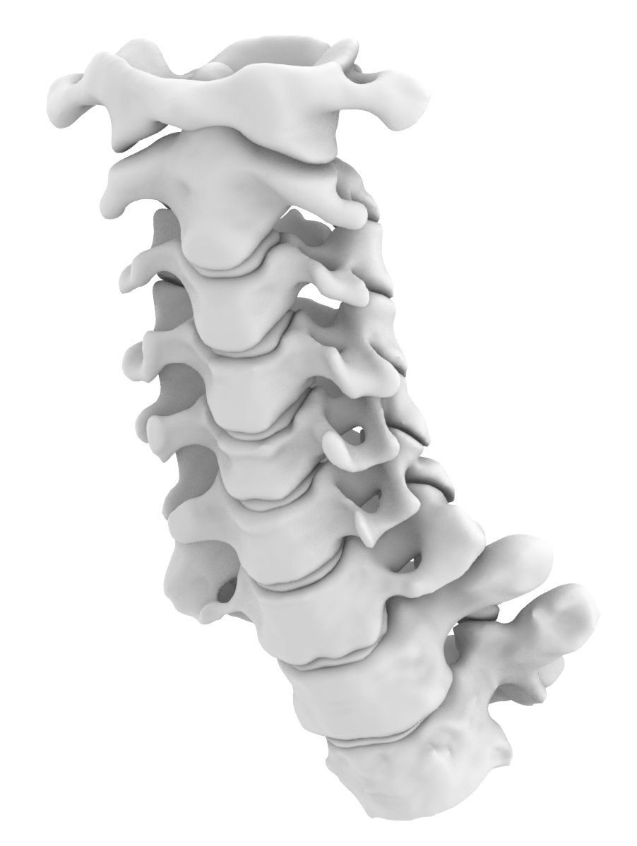 Rigid Spine by Karel Pěnička | Download free STL model | Printables.com