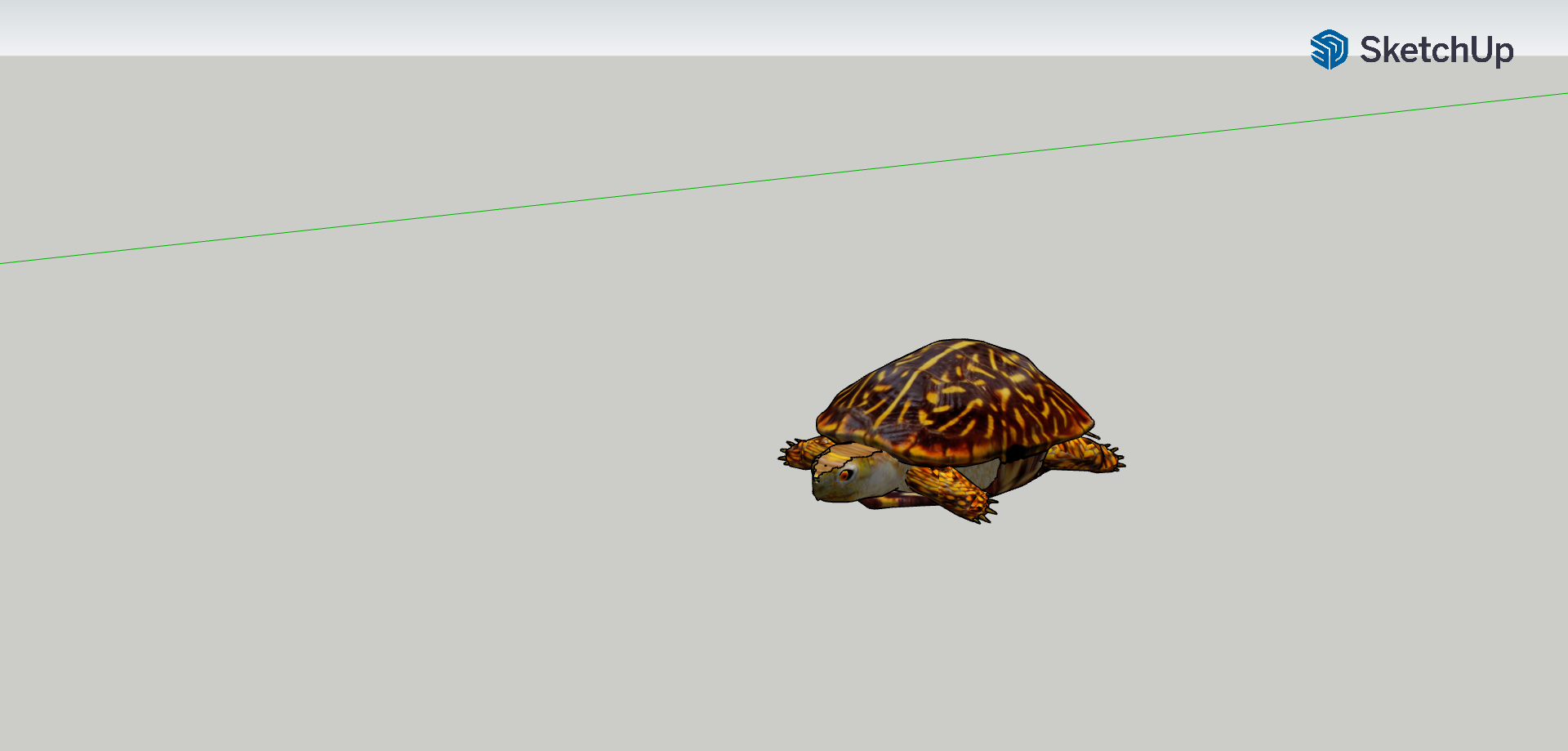Turtle