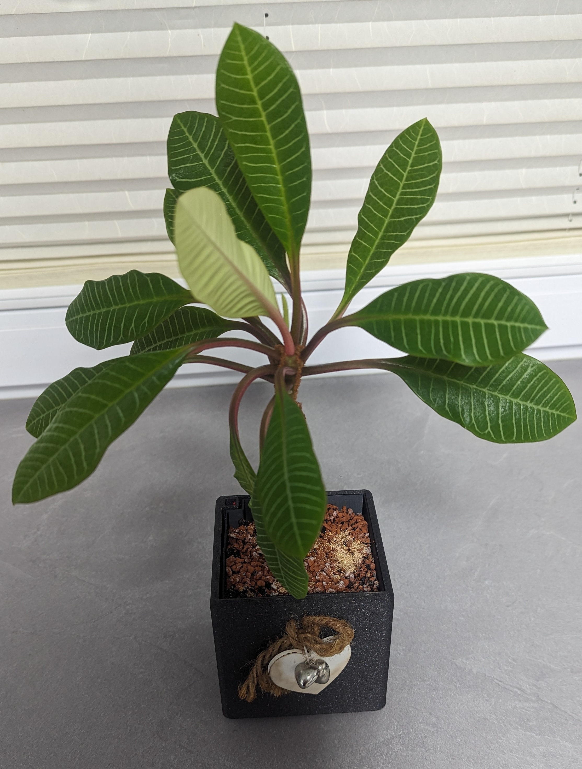 Blumentopf für Hydrokultur / Hydroponic Planter