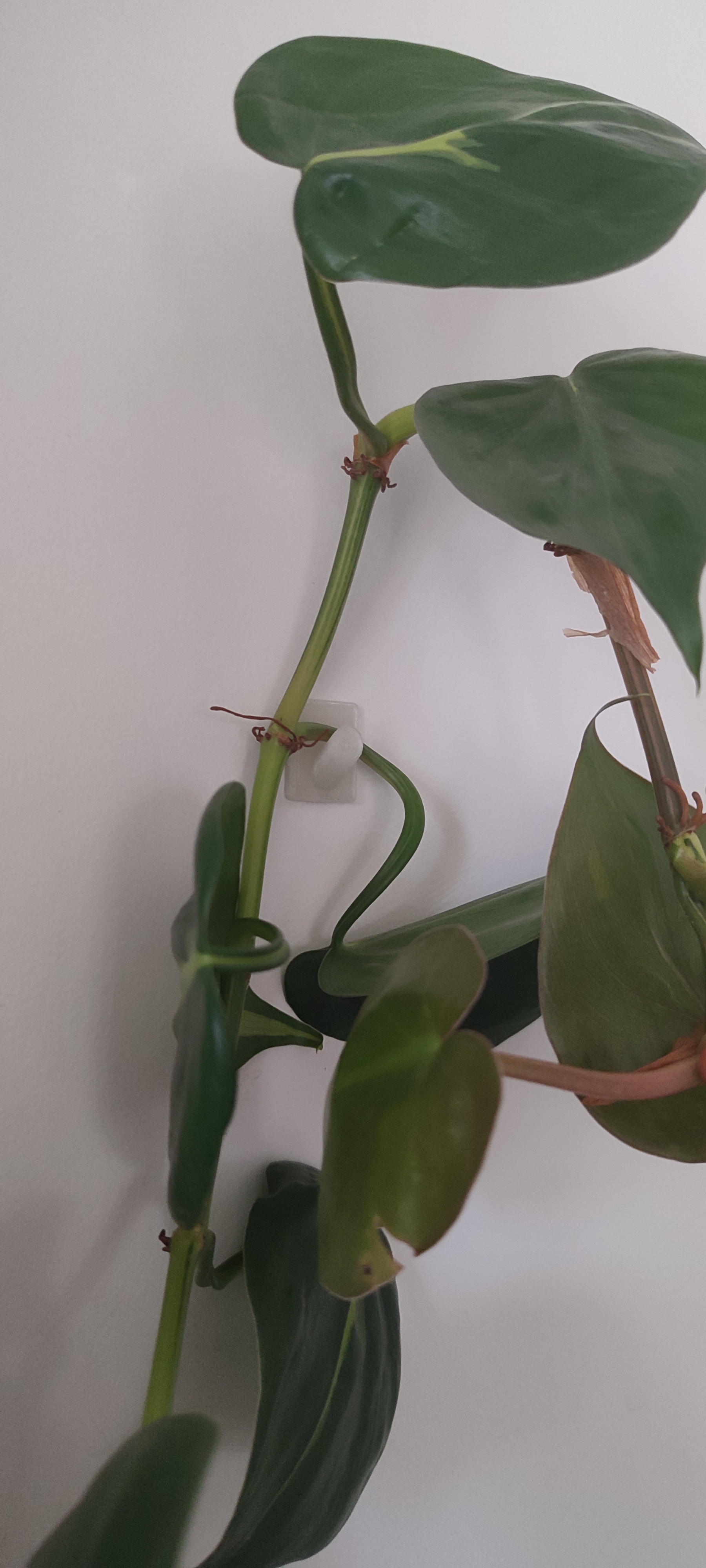 Miniatura 2 do modelo 3D Hook for trailing plants