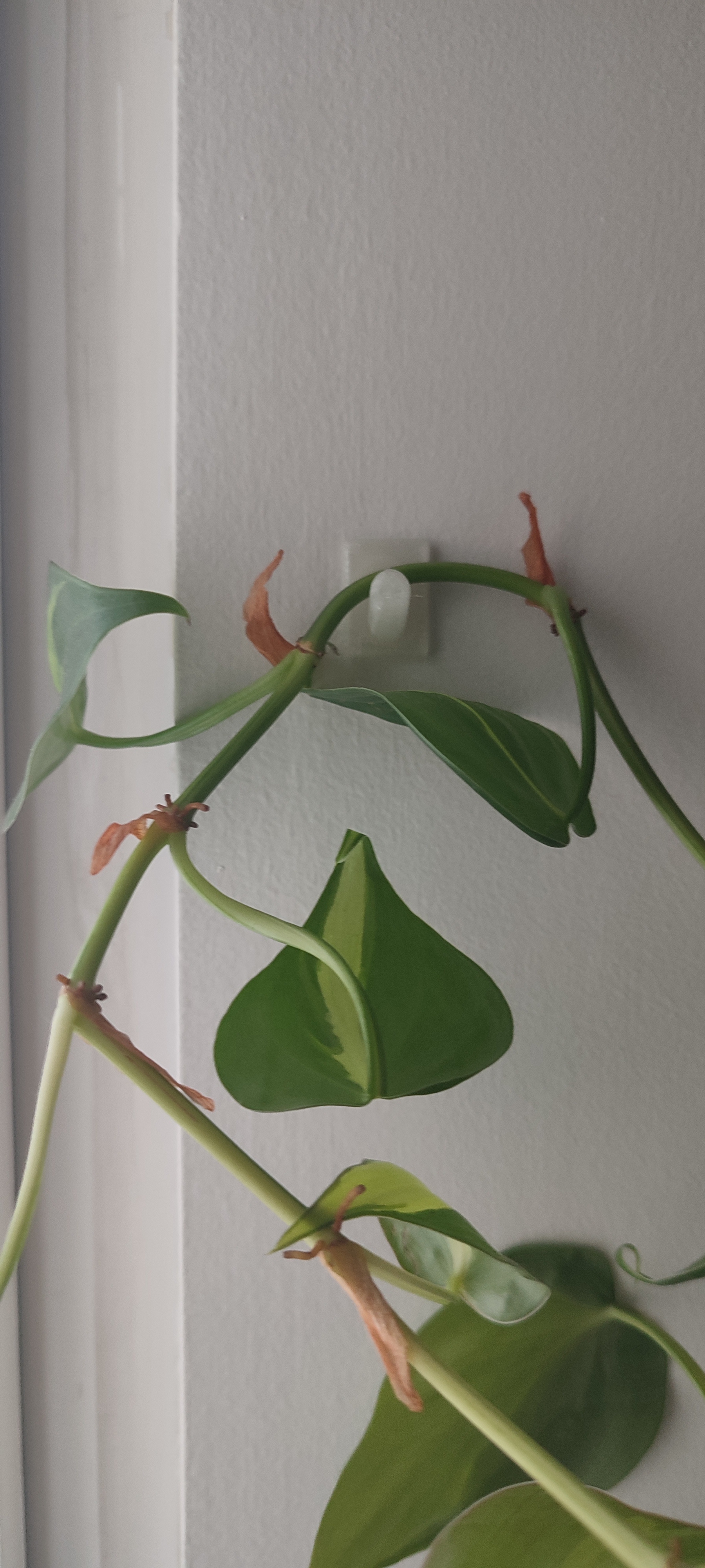 Hook for trailing plants by Y K Download free STL model