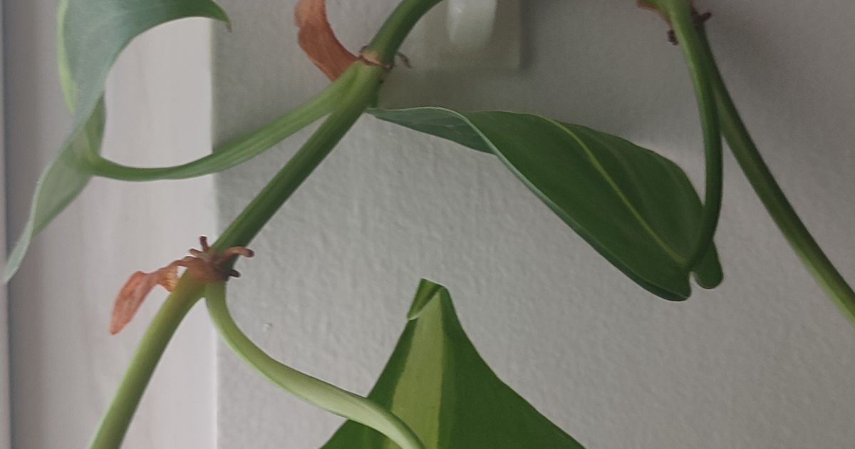 Hook for trailing plants by Y K Download free STL model