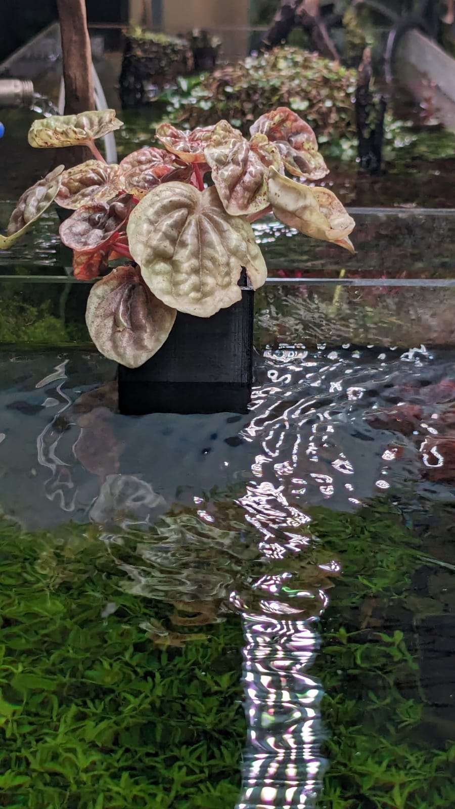 No Support Easy Print Aquarium Planter - 4-13mm