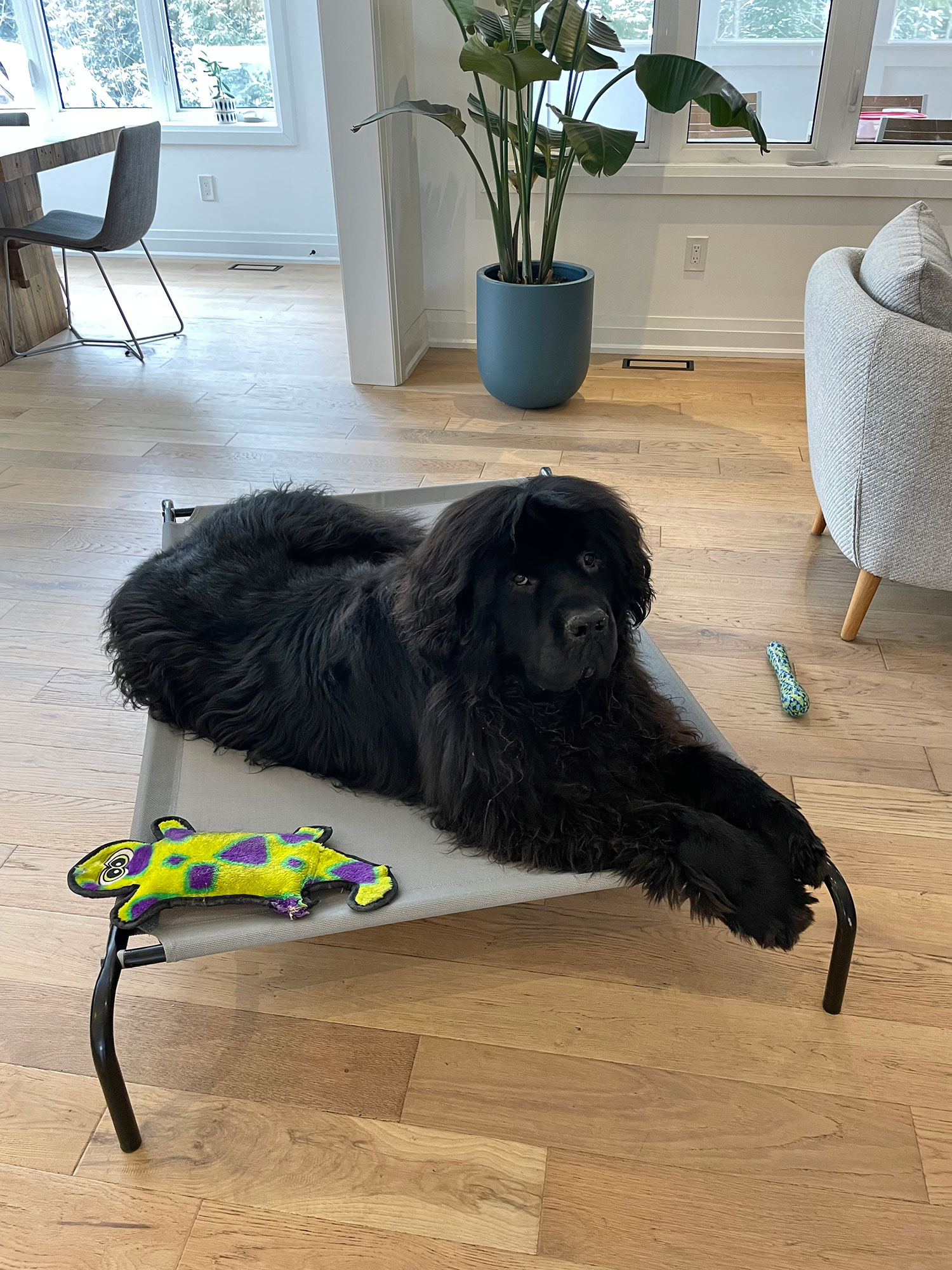 Amazon Basics Elevated Cooling Dog Bed Insert by RobG Download free