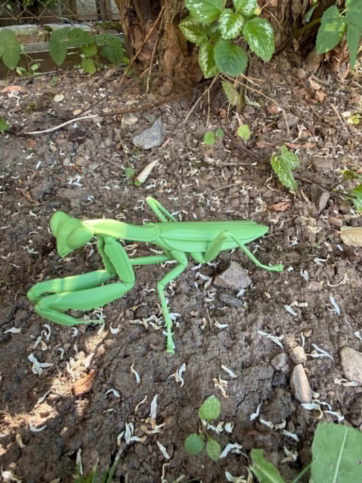 Miniatura 2 do modelo 3D Insect Praying Mantis