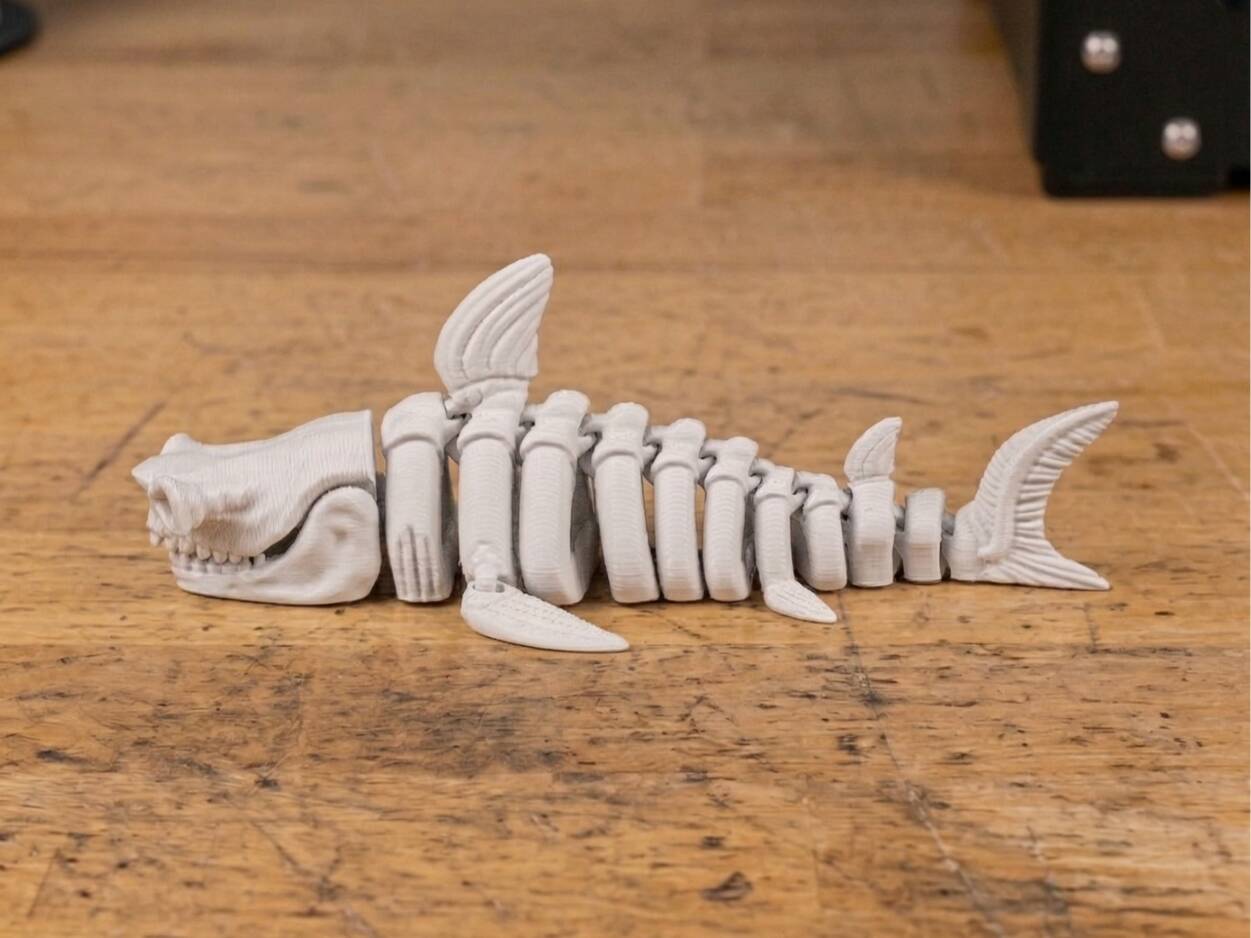 Skeleton Shark
