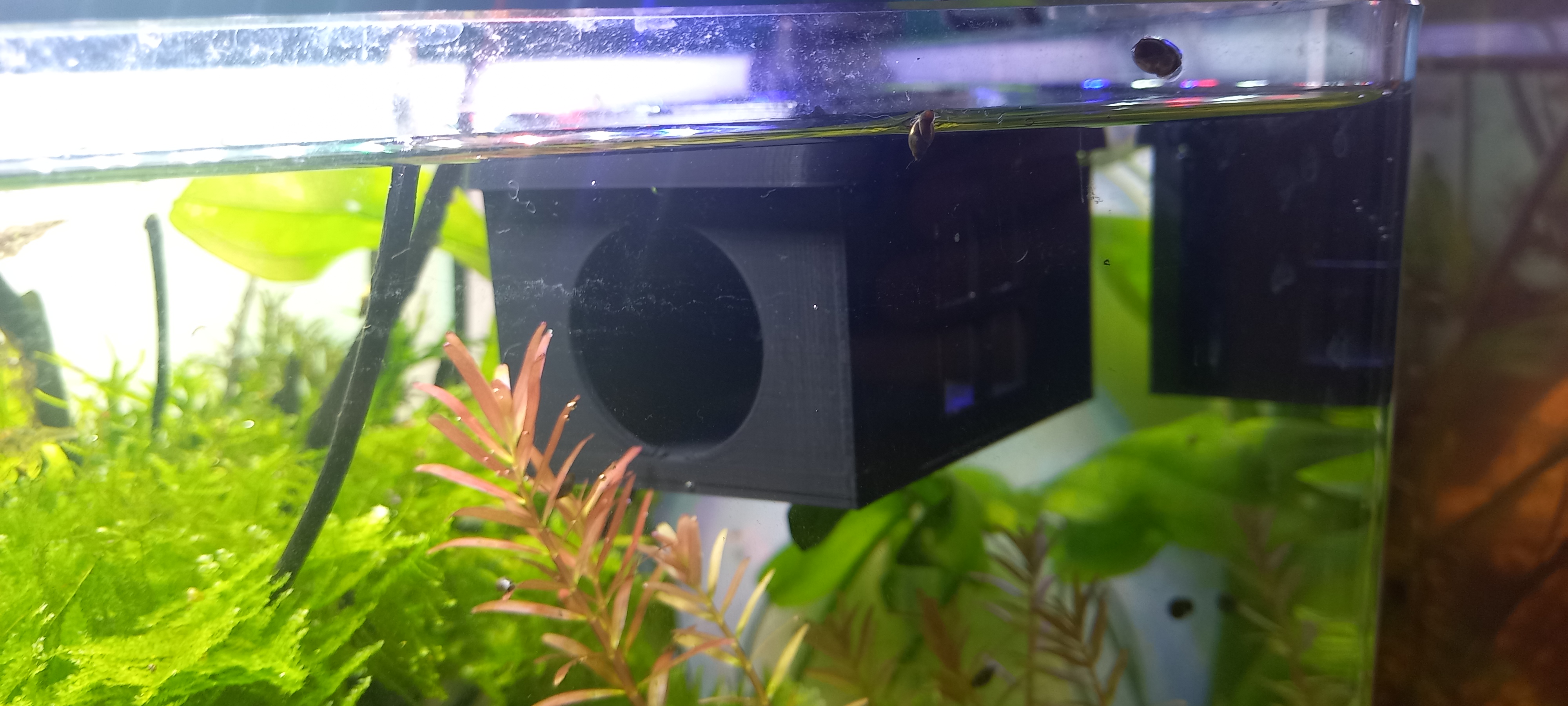 FLOATING BETTA HOUSE/HIDEOUT