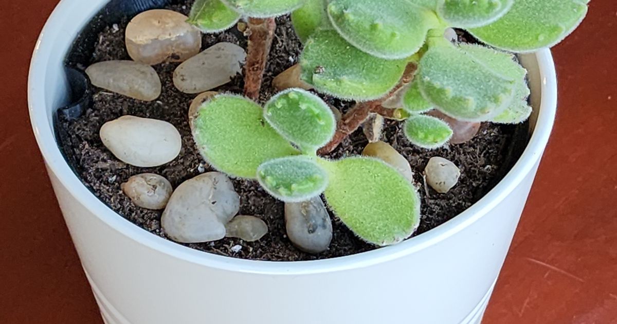 Ikea Muskot 4 1/4" Pot Liner by DavidP730 | Download free STL model ...