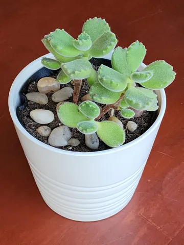 Ikea Muskot 4 1/4" Pot Liner