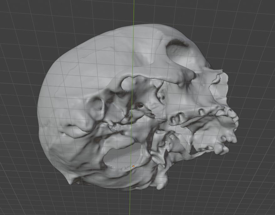 skull — miniatura 3