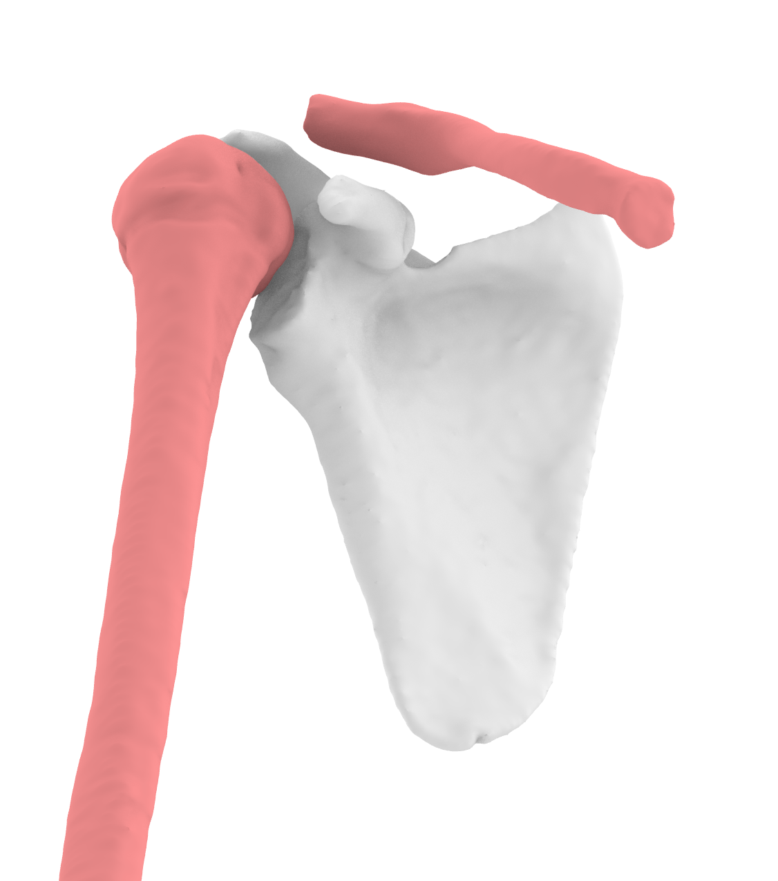 Scapula Right — miniatura 3