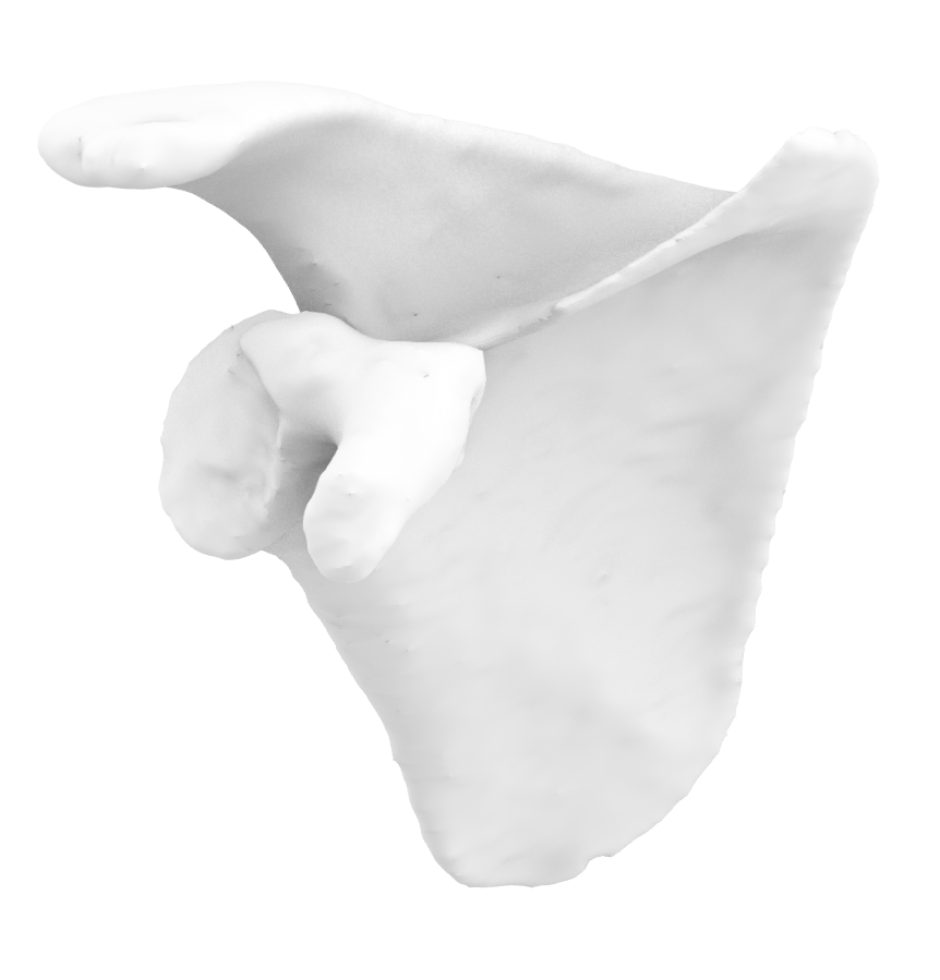 Scapula Right