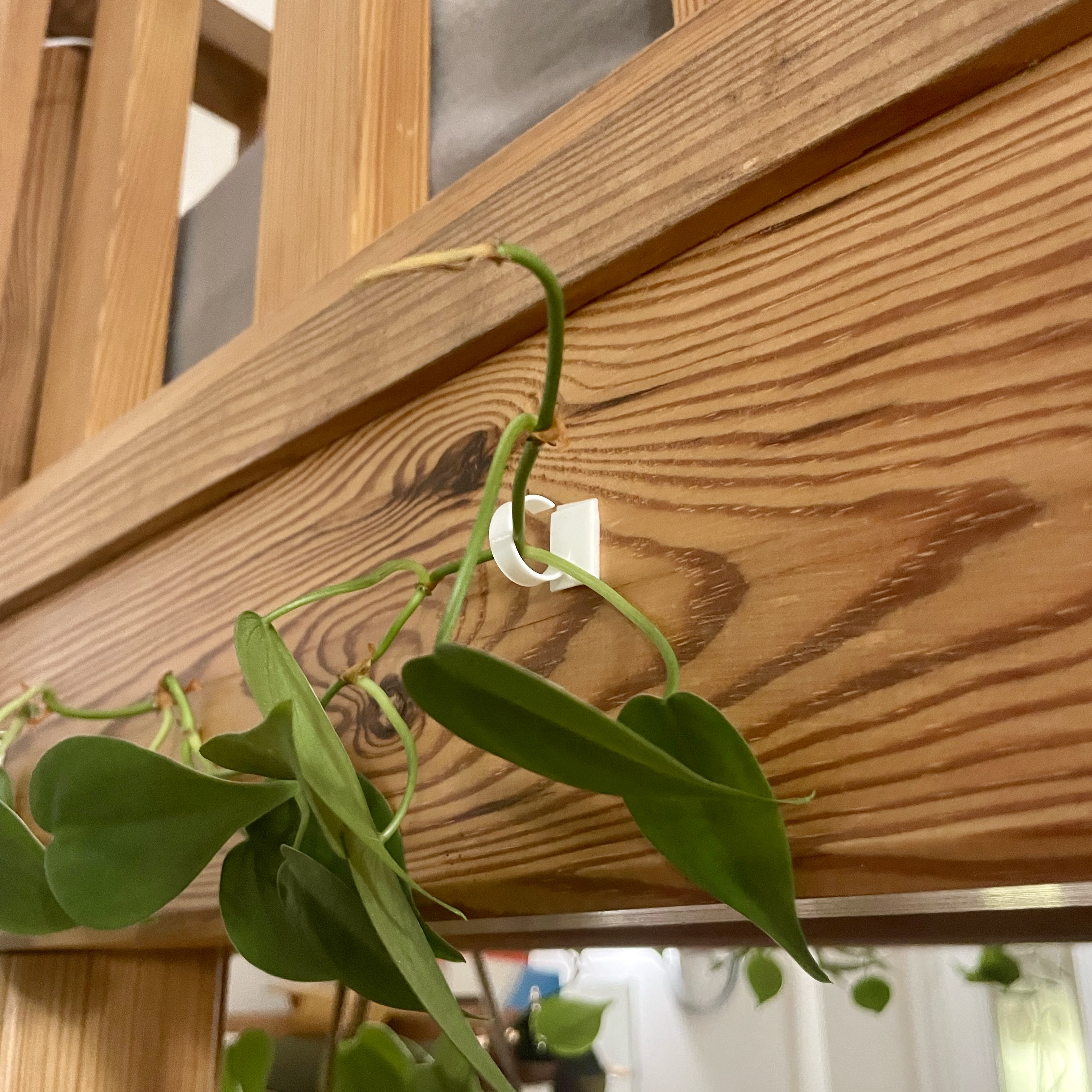 Plant wall holder