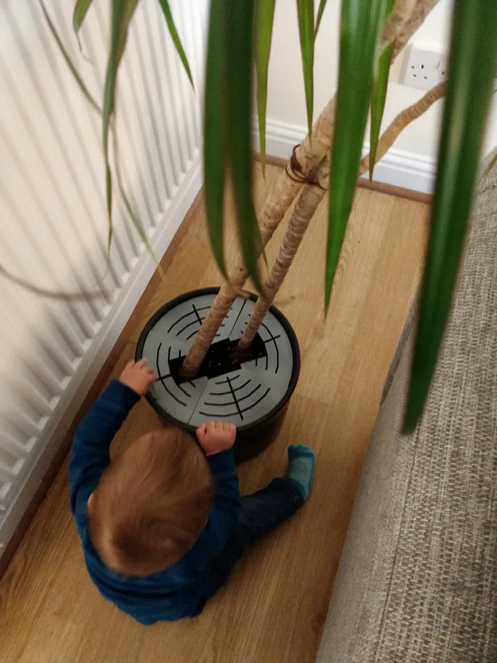 best pot for money tree Money Tree  Lakewood Plant Company