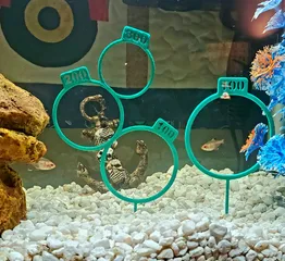 Fish Aquarium Rings with Point Values (Arcade Inspired)