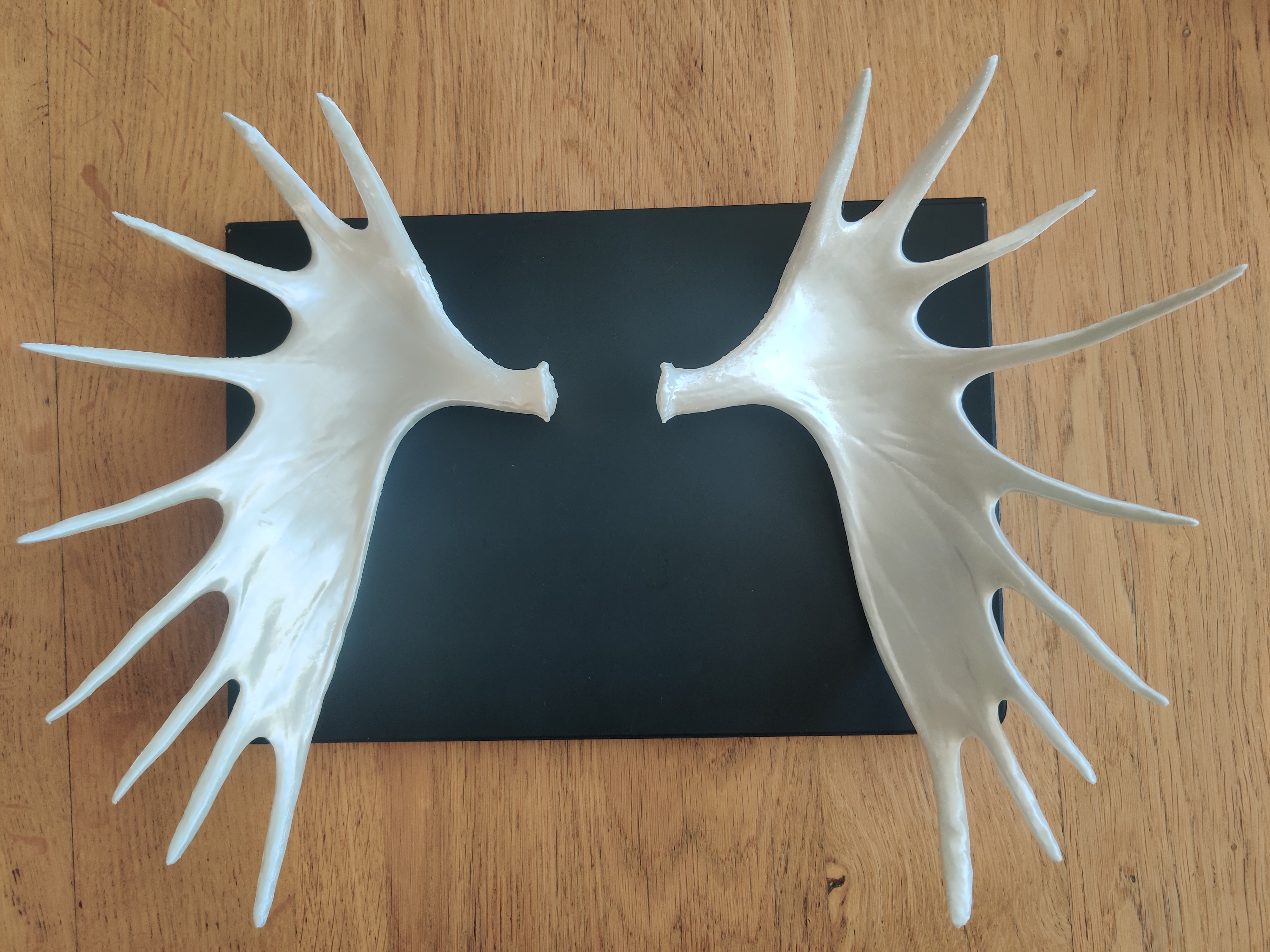 Moose antlers (part 2)