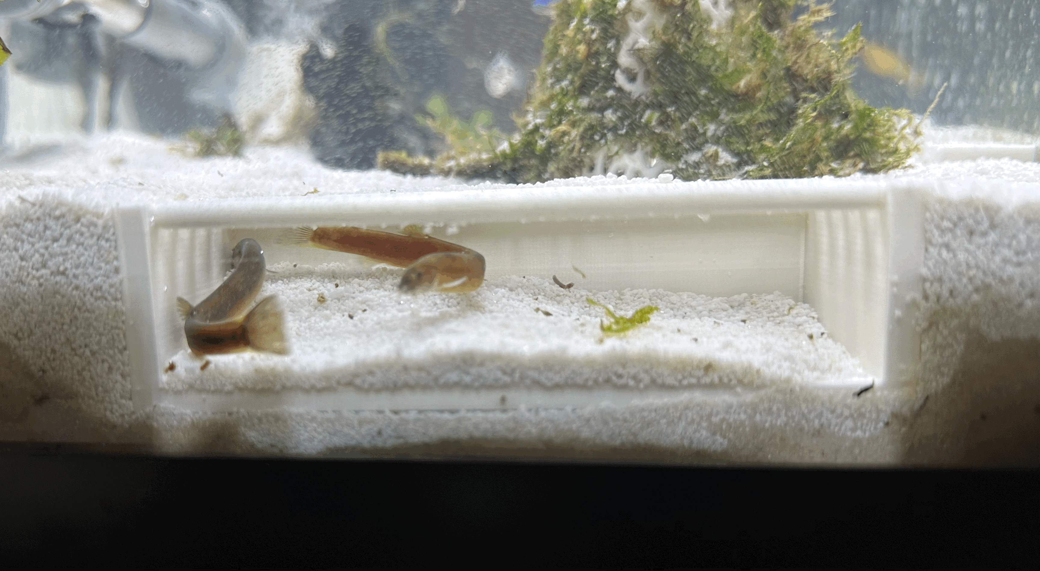 Shrimp viewing cave