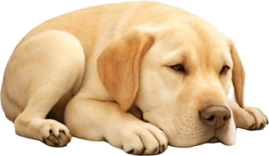 sleeping labrador — miniatura 3