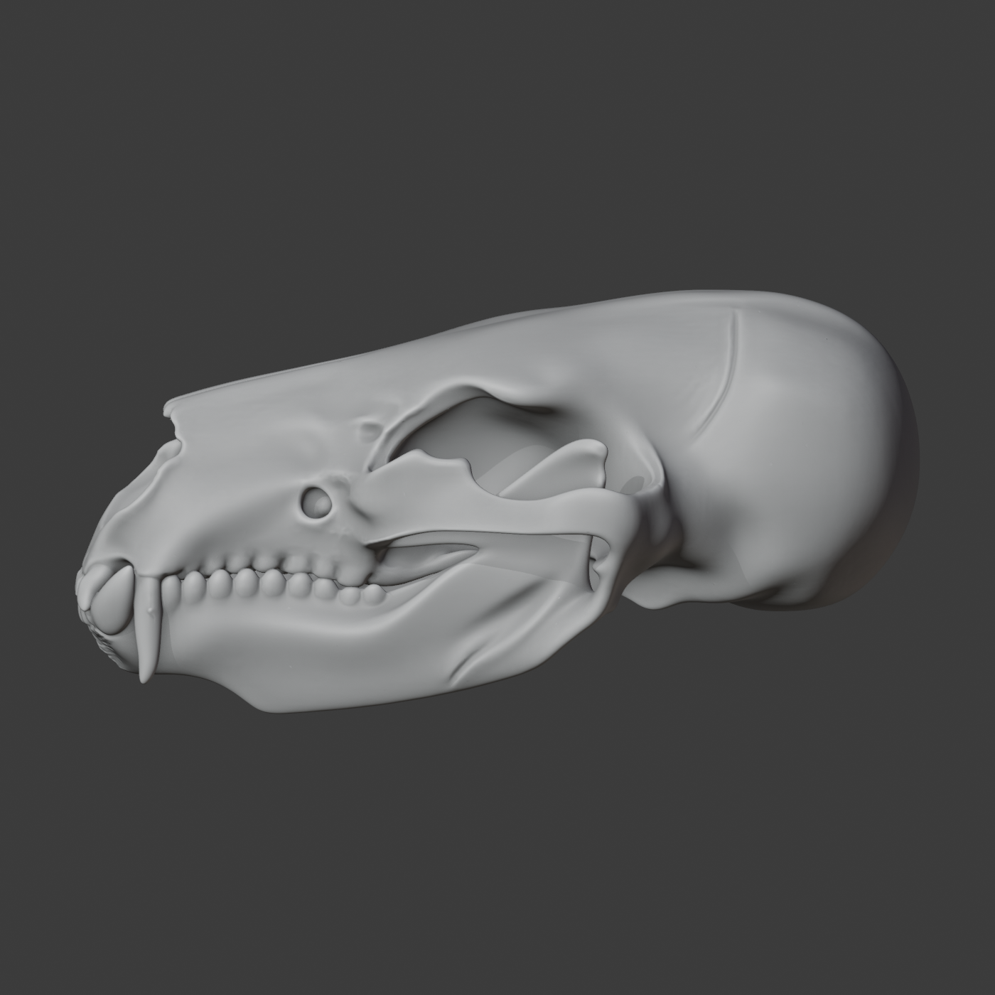 Bear Skull